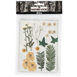 Tørkede blomster og blader Råhvit i gruppen Hobby & Kreativitet / Teknikker / Scrapbooking hos Pen Store (130765)