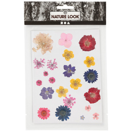 Tørkede blomster og blader Blandede farger i gruppen Hobby & Kreativitet / Teknikker / Scrapbooking hos Pen Store (130767)