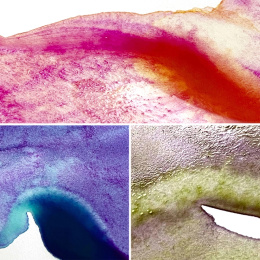 Gansai Tambi Aquarelle 5-set Granulating Colors 2 i gruppen Kunstnermateriell / Kunstnerfarge / Akvarellmaling / Akvarellmaling i kopp hos Pen Store (135537)