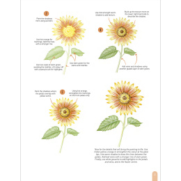 Paint 50: Watercolour Flowers i gruppen Hobby & Kreativitet / Bøker / Instruksjonsbøker hos Pen Store (136318)