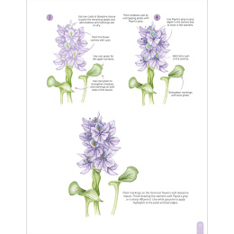 Paint 50: Watercolour Flowers i gruppen Hobby & Kreativitet / Bøker / Instruksjonsbøker hos Pen Store (136318)