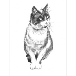 Pen and Ink Drawing Techniques i gruppen Hobby & Kreativitet / Bøker / Inspirasjonsbøker hos Pen Store (136330)