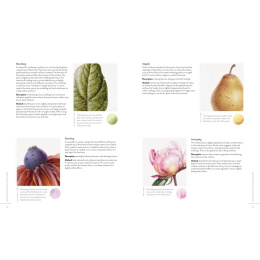 Sketching Nature i gruppen Hobby & Kreativitet / Bøker / Instruksjonsbøker hos Pen Store (137184)