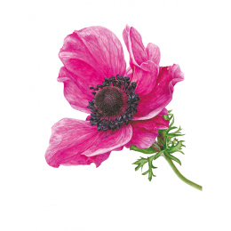 Anna Mason's Watercolour World i gruppen Hobby & Kreativitet / Bøker / Inspirasjonsbøker hos Pen Store (137202)