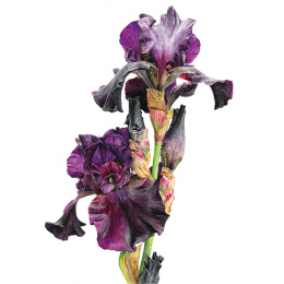 Anna Mason's Watercolour World i gruppen Hobby & Kreativitet / Bøker / Inspirasjonsbøker hos Pen Store (137202)