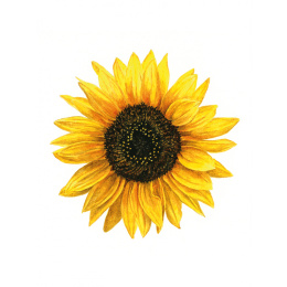 Anna Mason's Watercolour World i gruppen Hobby & Kreativitet / Bøker / Inspirasjonsbøker hos Pen Store (137202)