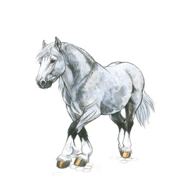 Draw 30: Animals i gruppen Hobby & Kreativitet / Bøker / Instruksjonsbøker hos Pen Store (137210)