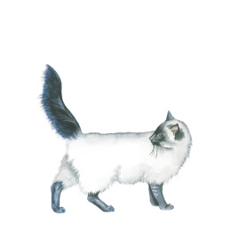 Draw 30: Animals i gruppen Hobby & Kreativitet / Bøker / Instruksjonsbøker hos Pen Store (137210)