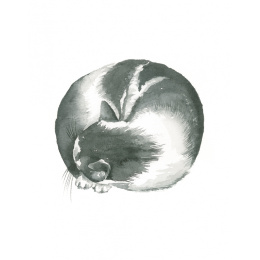 Draw 30: Cats i gruppen Hobby & Kreativitet / Bøker / Instruksjonsbøker hos Pen Store (137211)