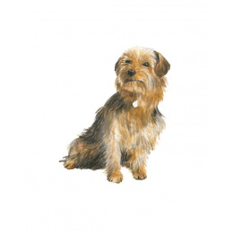 Draw 30: Dogs i gruppen Hobby & Kreativitet / Bøker / Instruksjonsbøker hos Pen Store (137213)