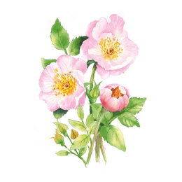 Draw 30: Flowers i gruppen Hobby & Kreativitet / Bøker / Instruksjonsbøker hos Pen Store (137215)