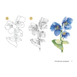 Draw 30: Flowers i gruppen Hobby & Kreativitet / Bøker / Instruksjonsbøker hos Pen Store (137215)