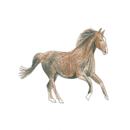 Draw in 10 Minutes: Animals i gruppen Hobby & Kreativitet / Bøker / Instruksjonsbøker hos Pen Store (137218)