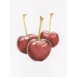 Draw in 10 Minutes: Botanicals i gruppen Hobby & Kreativitet / Bøker / Instruksjonsbøker hos Pen Store (137219)