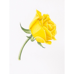 Draw in 10 Minutes: Botanicals i gruppen Hobby & Kreativitet / Bøker / Instruksjonsbøker hos Pen Store (137219)