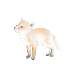 How to Draw: Baby Animals i gruppen Hobby & Kreativitet / Bøker / Instruksjonsbøker hos Pen Store (137223)