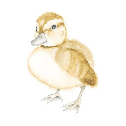 How to Draw: Baby Animals i gruppen Hobby & Kreativitet / Bøker / Instruksjonsbøker hos Pen Store (137223)