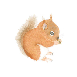 How to Draw: Baby Animals i gruppen Hobby & Kreativitet / Bøker / Instruksjonsbøker hos Pen Store (137223)