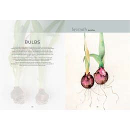 The Colour Mixing Guide: Watercolour Botanicals i gruppen Hobby & Kreativitet / Bøker / Inspirasjonsbøker hos Pen Store (137234)