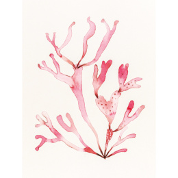 The Colour Mixing Guide: Watercolour Seashore i gruppen Hobby & Kreativitet / Bøker / Inspirasjonsbøker hos Pen Store (137235)