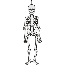 Skjelett selvlysende 120 cm i gruppen Kids / Høytider / sesong for barn / Barnas Halloween hos Pen Store (138370)